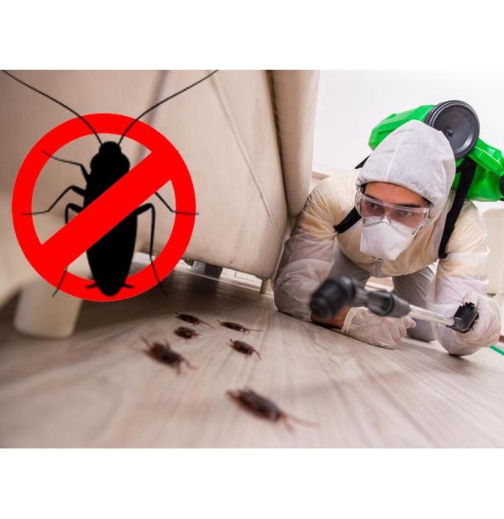 Cockroach Pest Control Sharjah - Expert Solutions by Al Ameen Pest Control