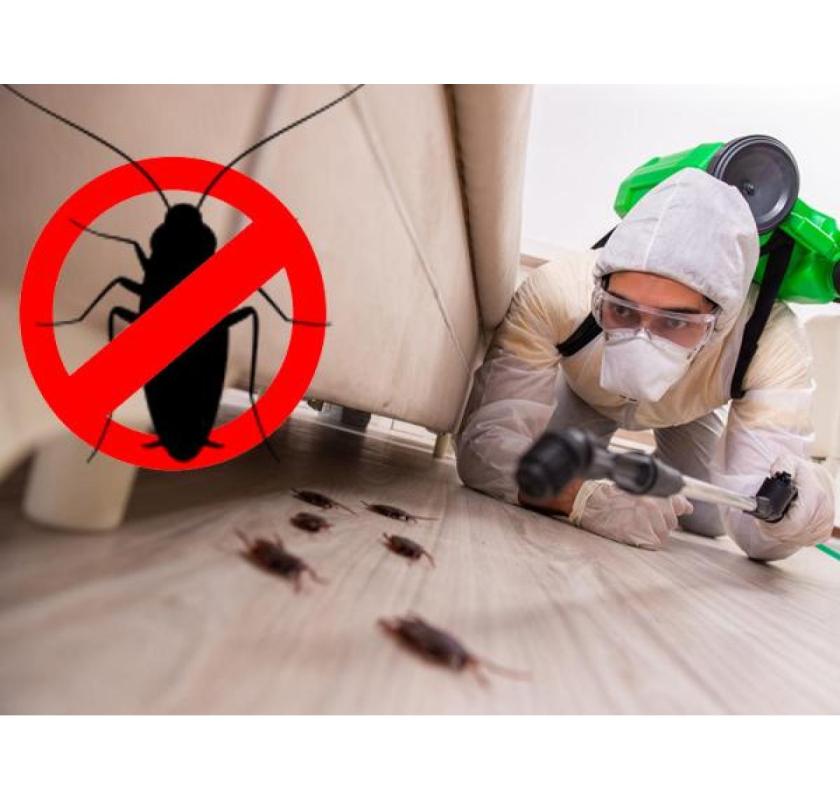 Cockroach Pest Control Sharjah - Expert Solutions by Al Ameen Pest Control