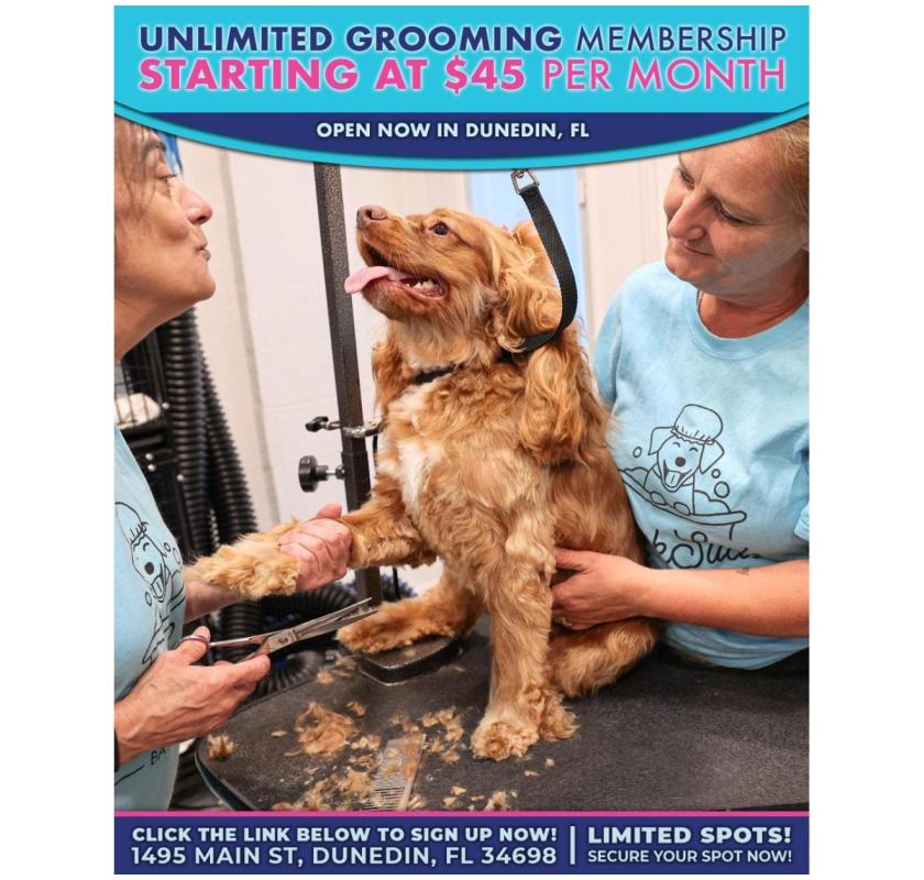 Why Locals Swear by This Dunedin Dog Grooming Spot