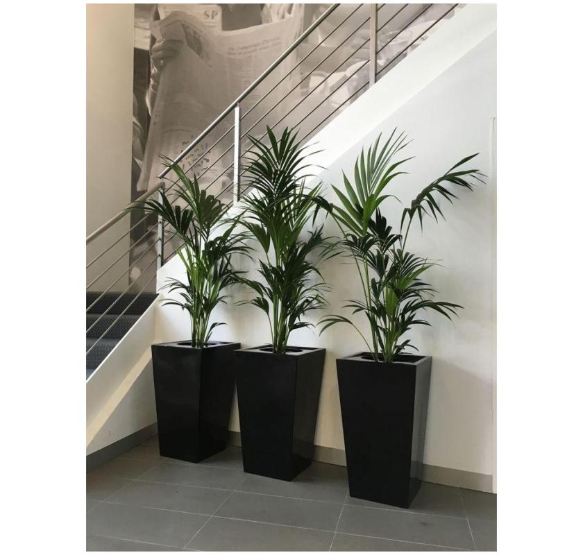 Indoor Plant Rental Victoria – Bring Fresh Greenery to Your Space
