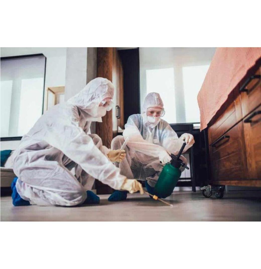 Hire Professional Ant Pest Control Sharjah Experts | Al Ameen Pest Control