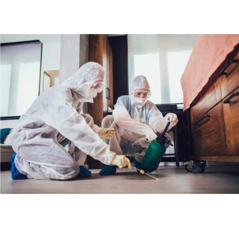 Hire Professional Ant Pest Control Sharjah Experts | Al Ameen Pest Control