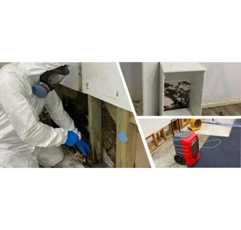 Struggling with Mold and Need Mold Removal Melbourne?