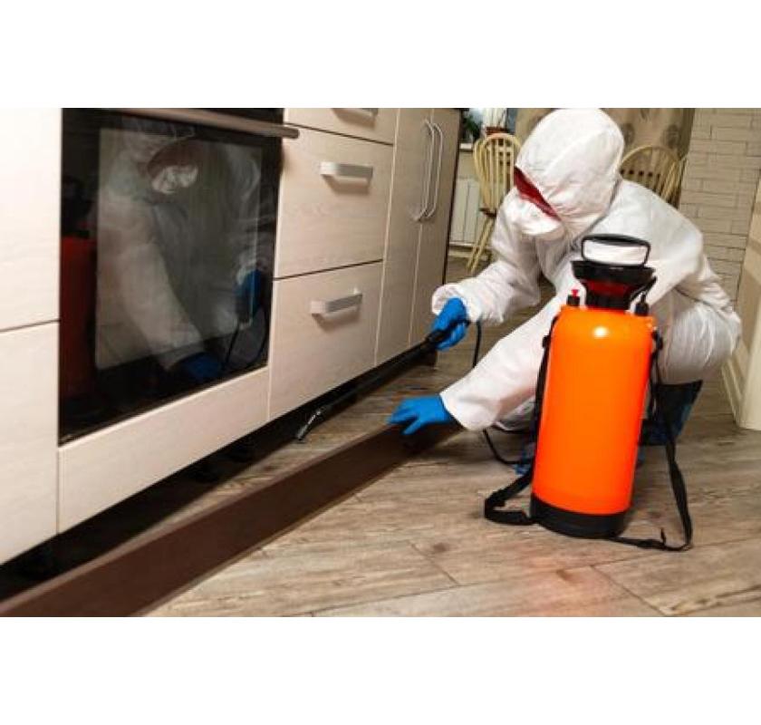 Get Affordable Termite Exterminator  Services across the UAE with Al Ameen Pest Control
