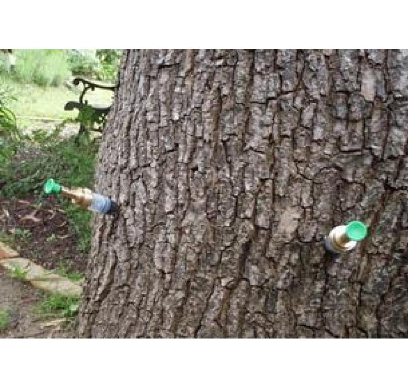 Effective Elm Tree Beetle Treatment for Safe, Fast, and Long-Lasting Tree Protection