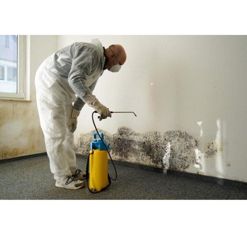 Professional Mould Removal Services Near You