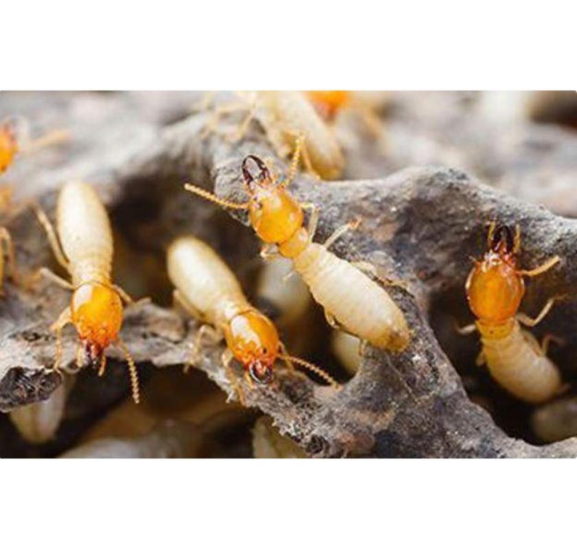 Termite Control