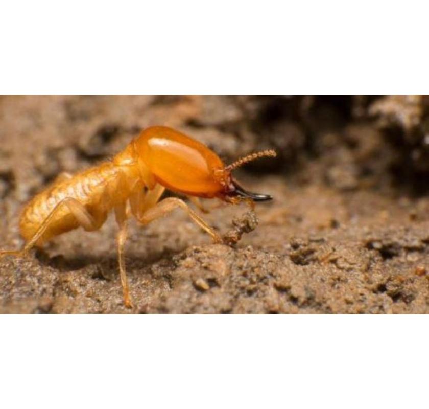 Expert Termite Control	