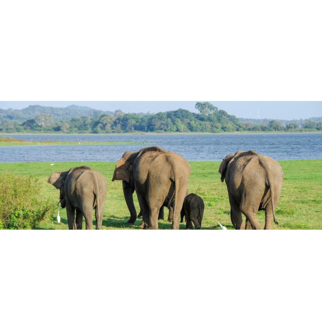Top Hotels in Sri Lanka for World-Class Comfort & Scenic Views - 3/3