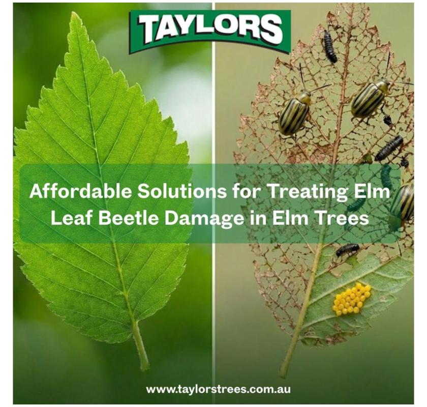 Affordable Solutions for Treating Elm Leaf Beetle Damage in Elm Trees
