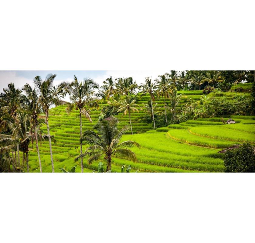 COMO Shambhala to St. Regis – Bali’s Finest Luxury Retreats | Luxury Getaways