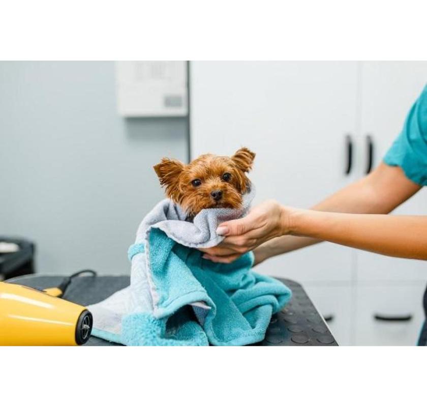 Searching for Gentle Puppy Grooming in Dunedin? Read This First