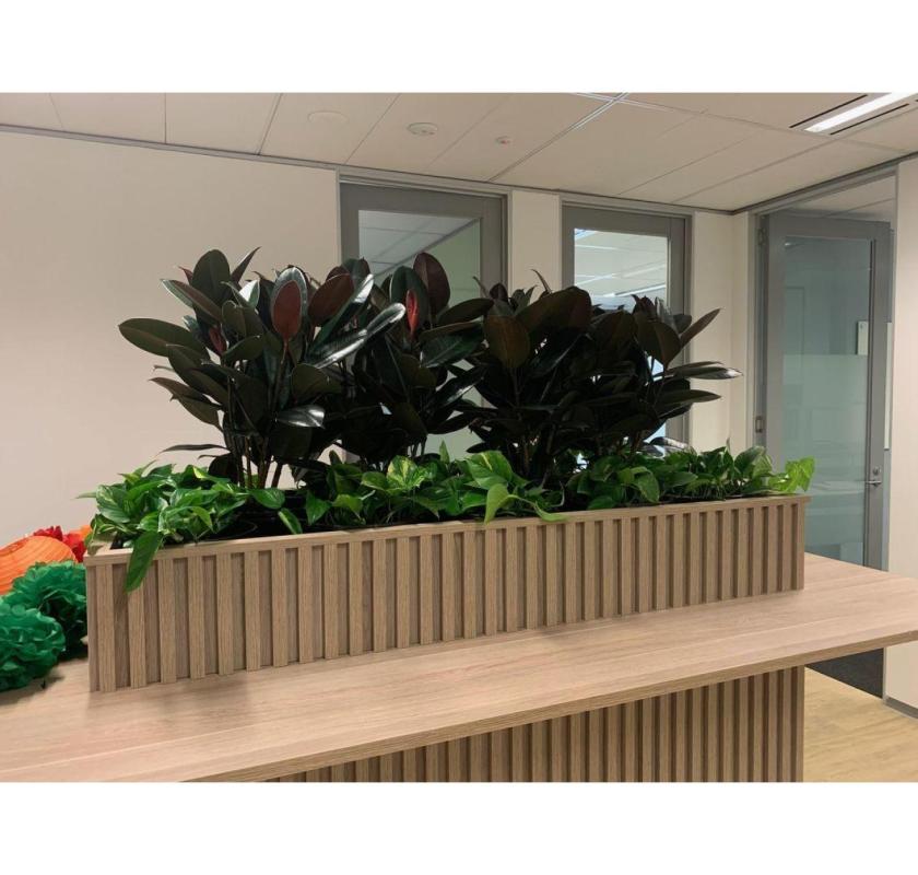 Office Plant Hire Melbourne – Green Your Workspace
