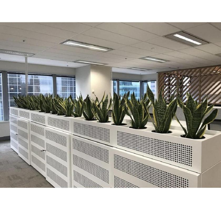 Corporate Plant Hire Melbourne for Modern Offices