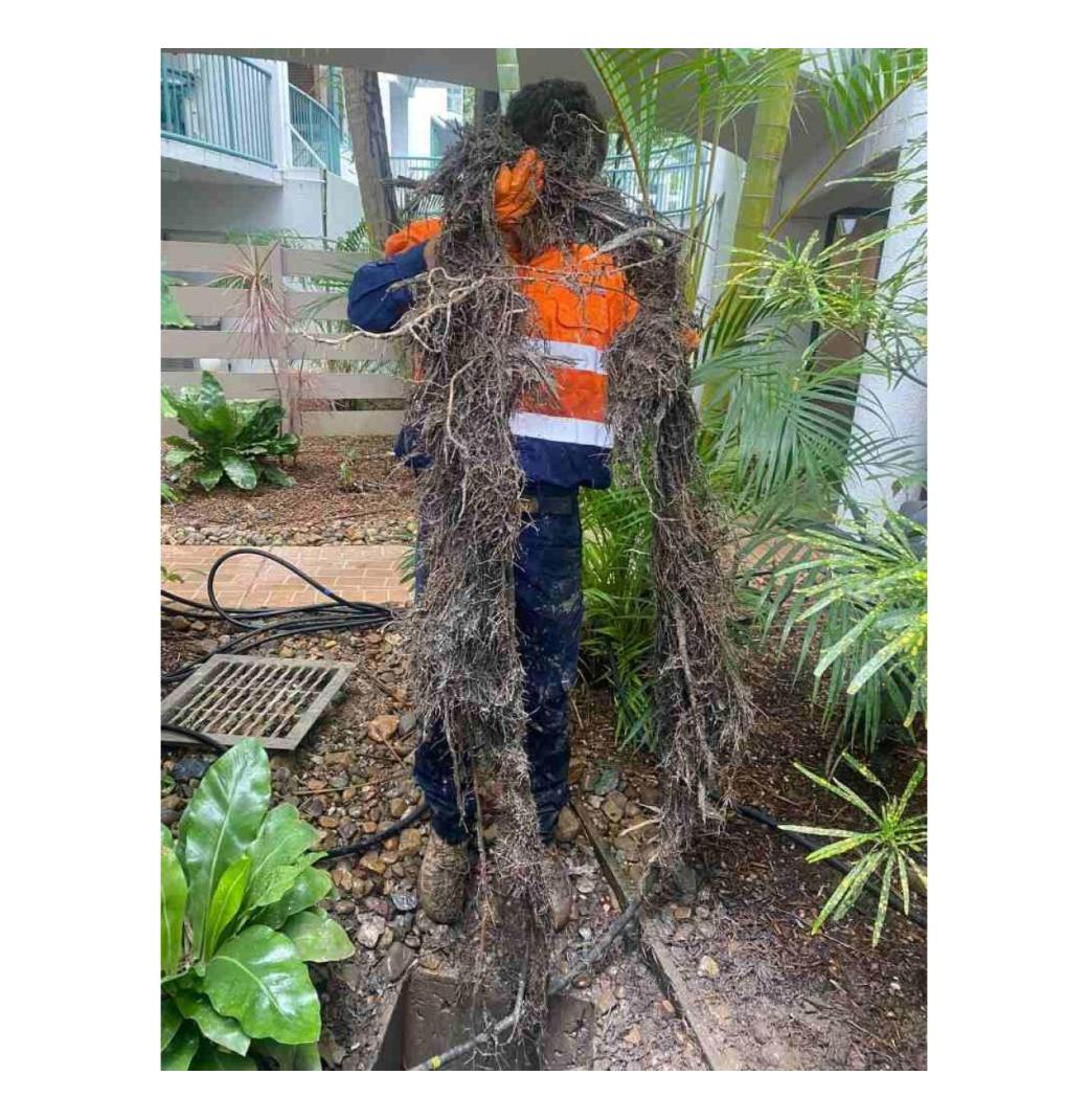 Tree Root Removal in Brisbane