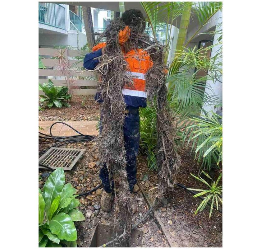 Tree Root Removal in Brisbane