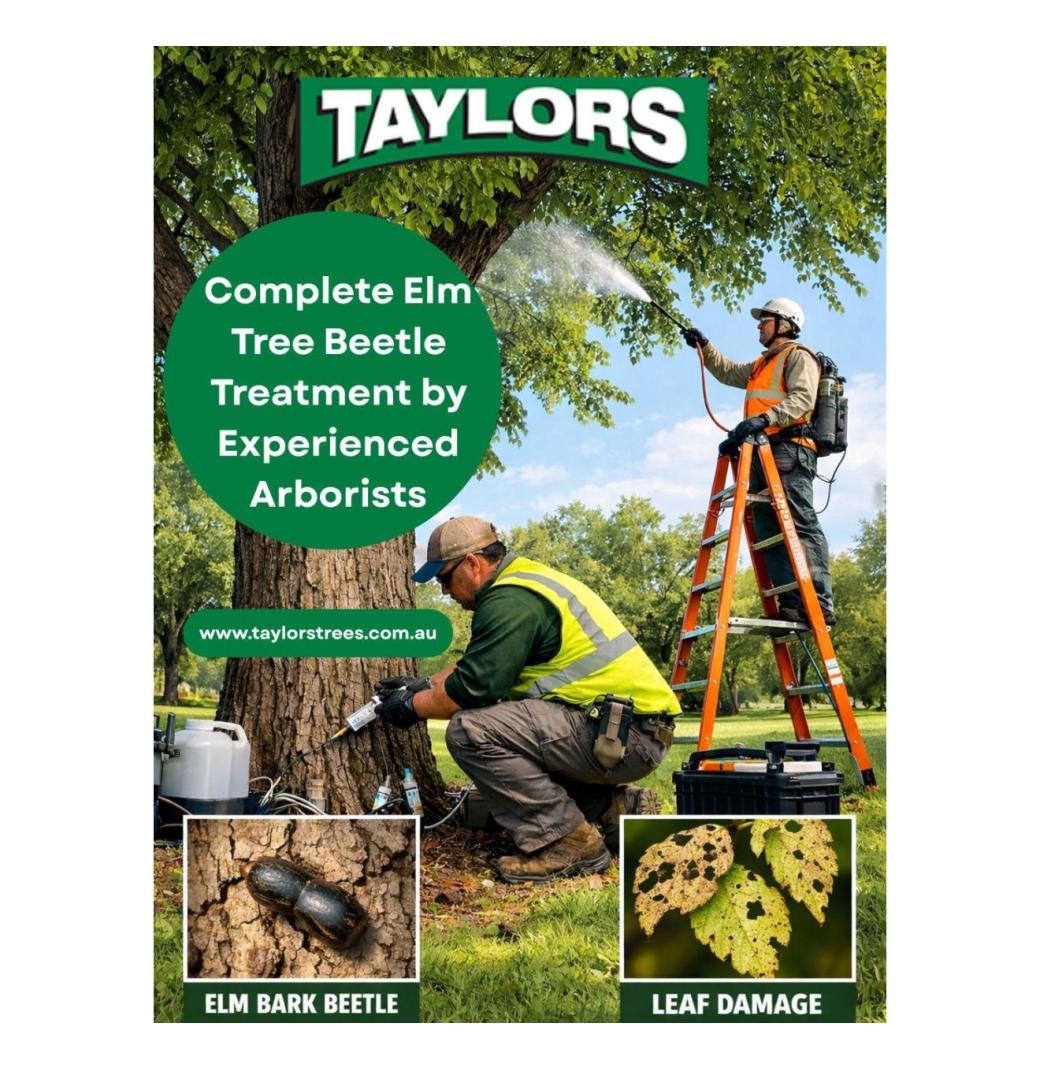 Complete Elm Tree Beetle Treatment by Experienced Arborists