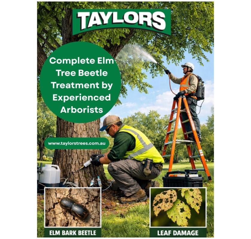 Complete Elm Tree Beetle Treatment by Experienced Arborists