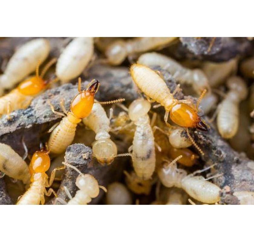 Building and Pest Inspection