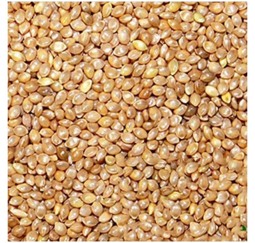 Barnyard Millet: Advantages for Health and Nutrition