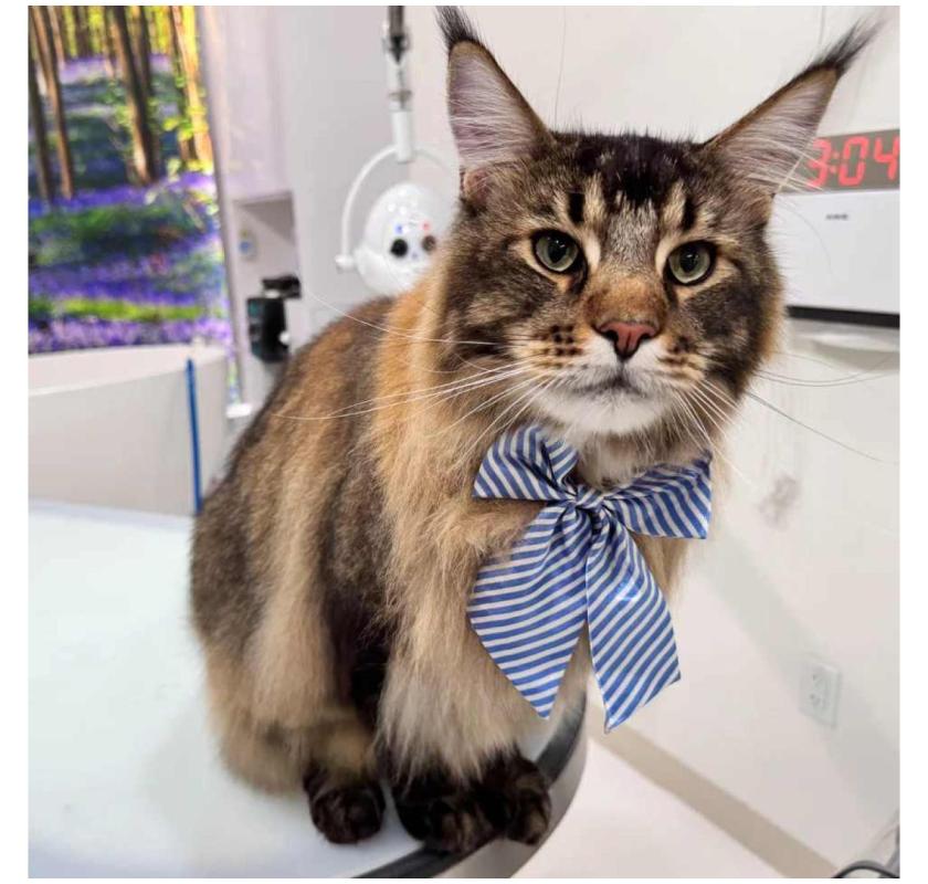 Best Cat Grooming Store in USA 