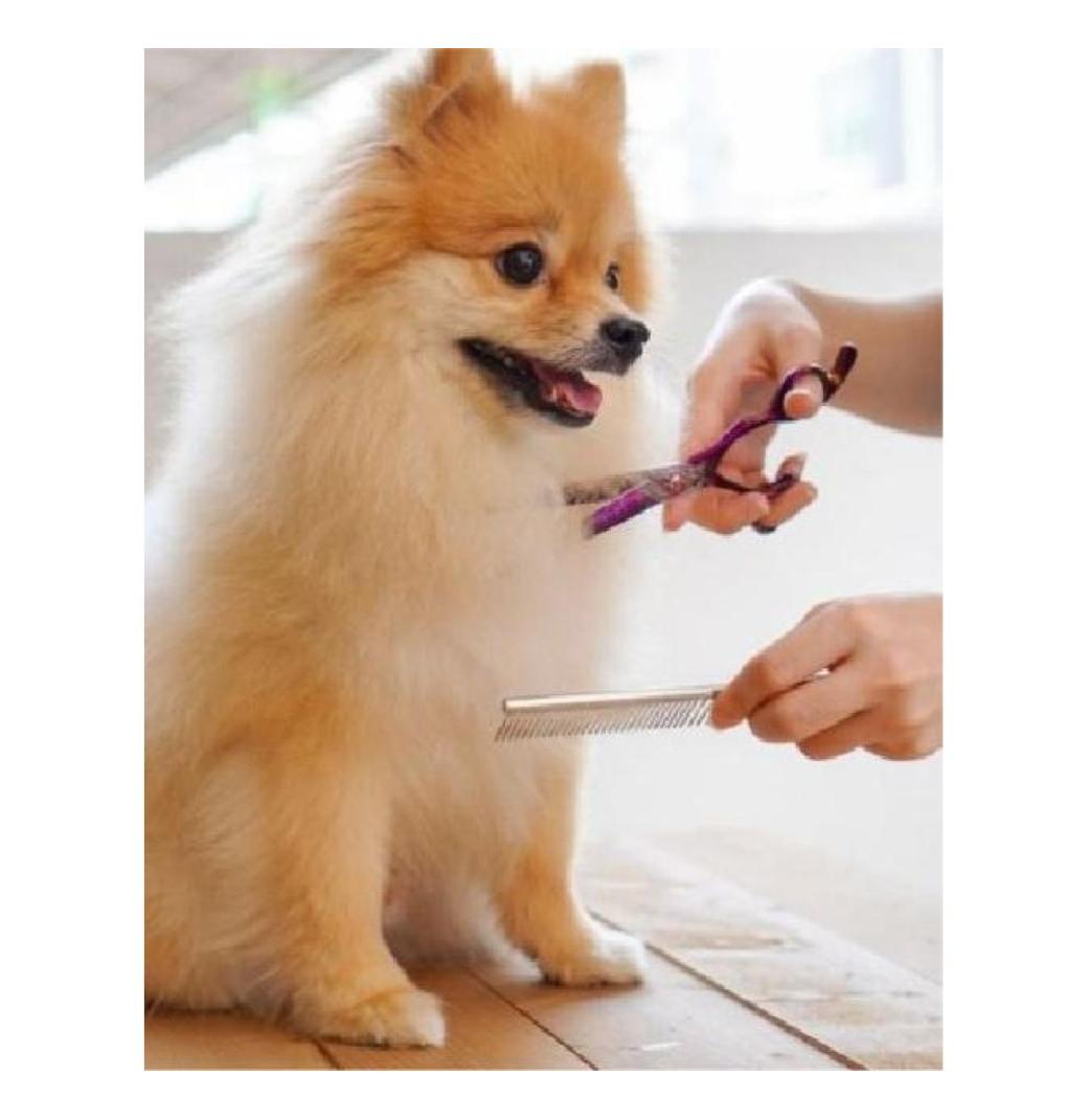 Trusted Grooming Solutions for South Tampa Pets