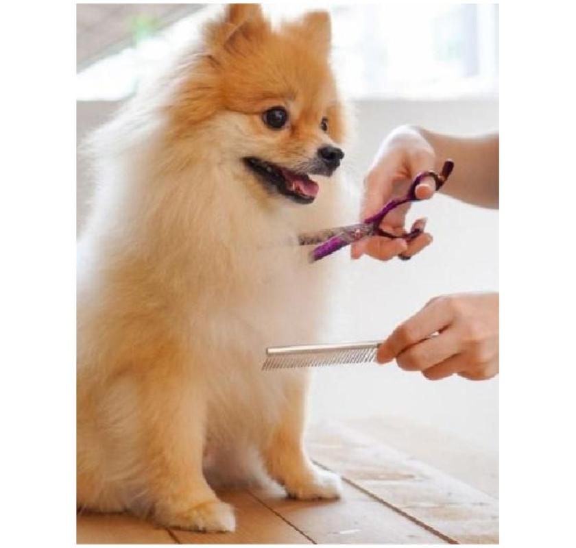 Trusted Grooming Solutions for South Tampa Pets