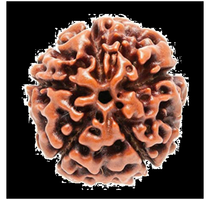 Buy Rudraksha Online – Authentic Beads | Store Astroyogi