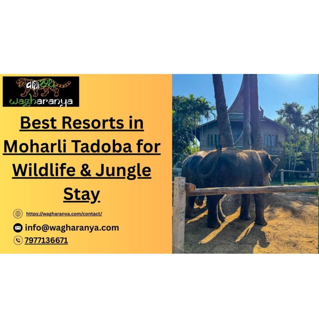Best Resorts in Moharli Tadoba for Wildlife & Jungle Stay