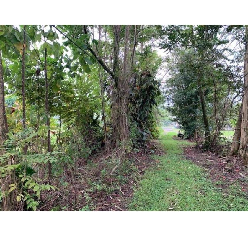 Comprehensive All Tree Services Hawaii for Your Property - Arborist Services 