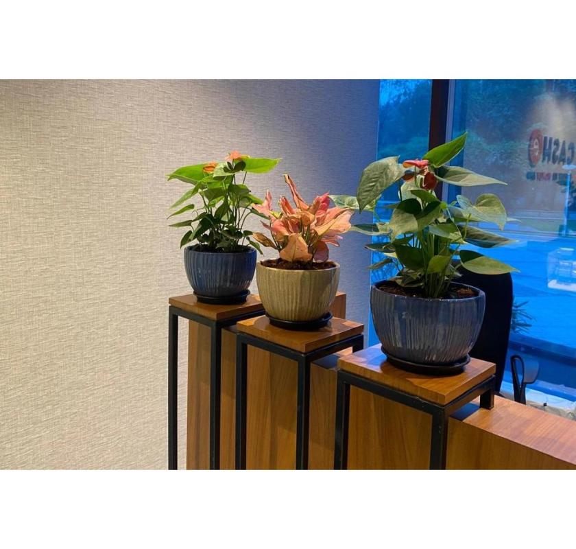 Plants on Rent with AMC - Samarth Greens