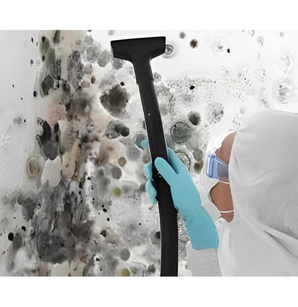 How Professional Mould Cleaning Protects Your Property