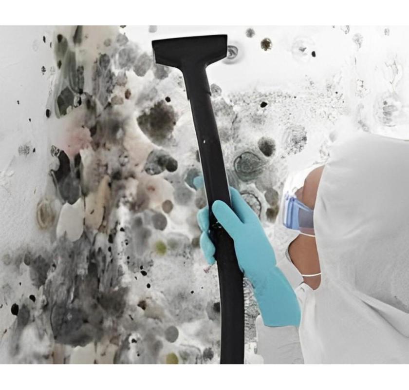 How Professional Mould Cleaning Protects Your Property