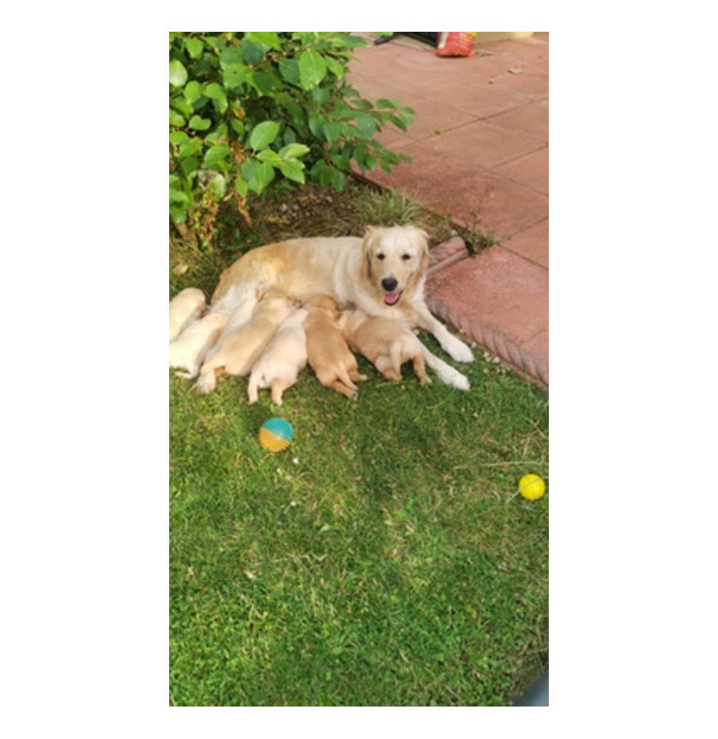 Adorable Golden Retriever Puppies for Sale 