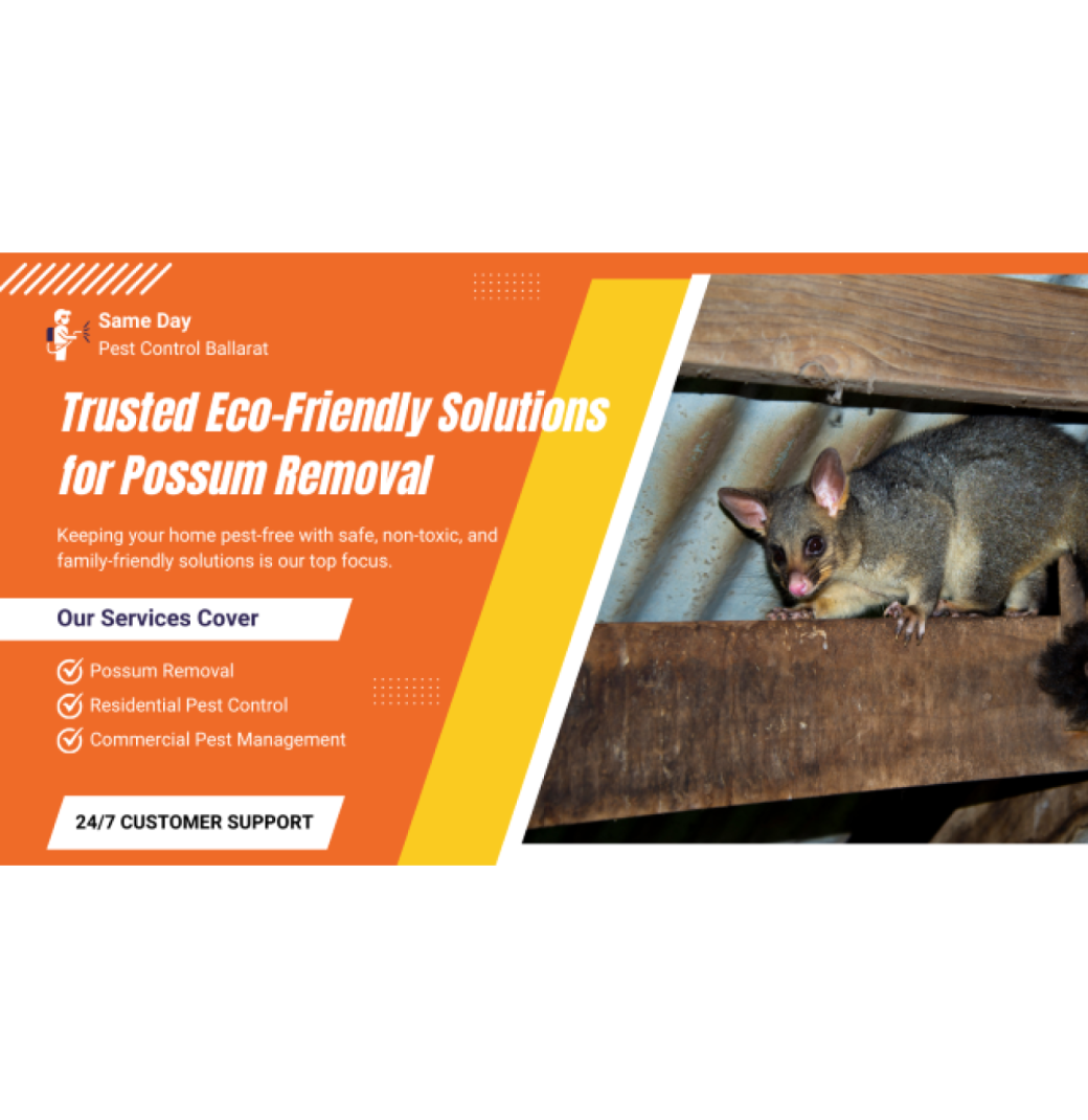 Fast, Humane Possum Removal Ballarat