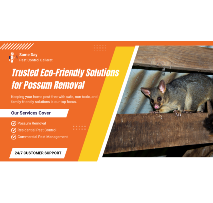 Fast, Humane Possum Removal Ballarat