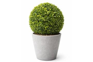 Mixed Boxwood Topiary Ball
