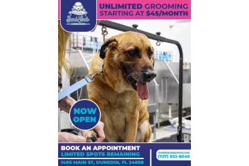 Affordable Dog Grooming Dunedin That Delivers More