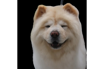 Premium Pet Grooming Packages in North Hollywood, CA | Fluffology
