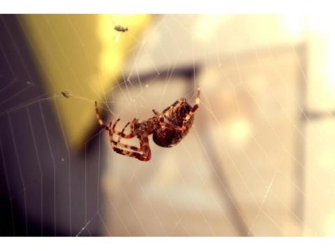 Spider Exterminator in Orange County | Malang Pest Control