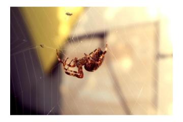 Spider Exterminator in Orange County | Malang Pest Control