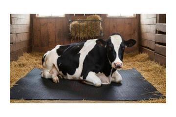 Online Buy Super Quality Cow Mat | Gravolite