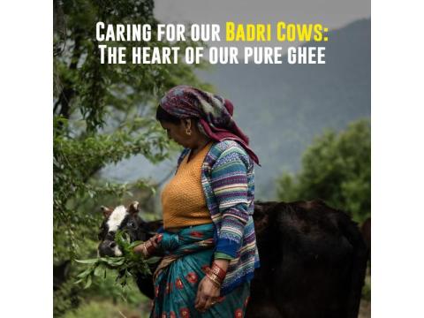 Organic Cow Ghee