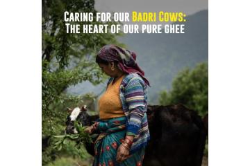 Organic Cow Ghee