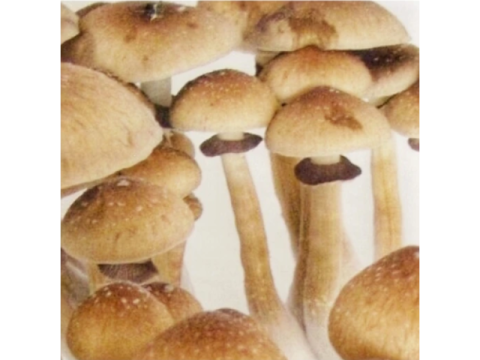 Authentic Mexican Dutch King Mushrooms Fresh Stock Available