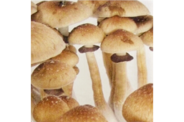 Authentic Mexican Dutch King Mushrooms Fresh Stock Available