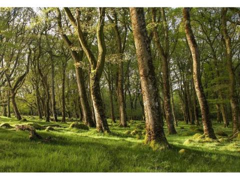 Professional Tree Management Services in Ireland | GEOTREE