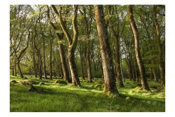 Professional Tree Management Services in Ireland | GEOTREE