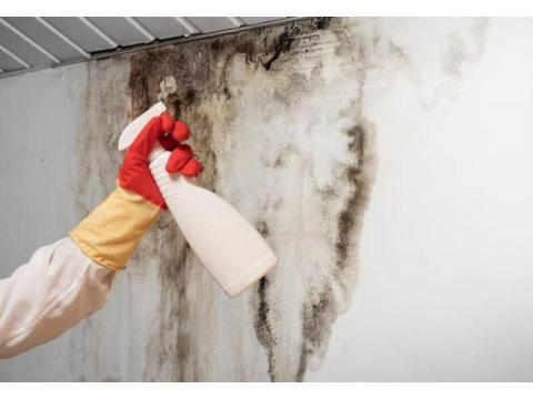 Claim Payouts for Damp Issues and Mould Damage