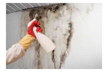 Claim Payouts for Damp Issues and Mould Damage